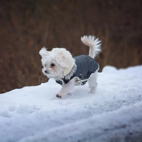 Waterproof Dog Winter Jacket with Sherpa Fleece Lining and Built in Harness for Cold Walks