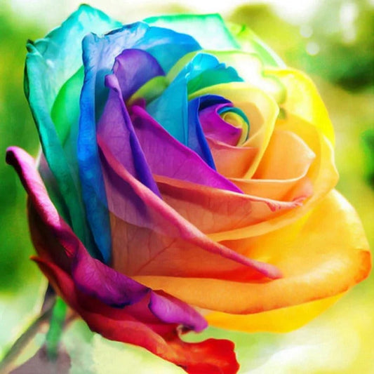 Multicolor Rose Seeds for Indoor and Outdoor Growing, 25-Seed Pack